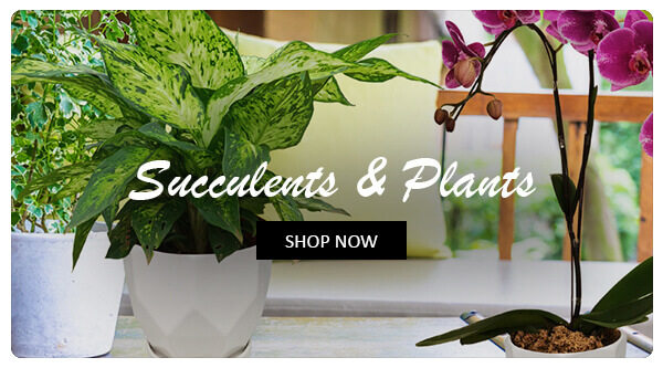 Succulents & Live Plants