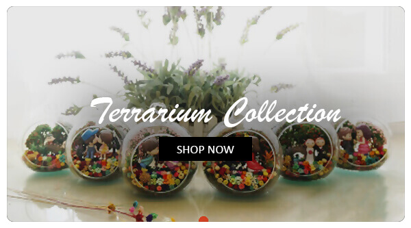 Terrarium Collection