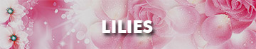 Send Lilies To Malaysia
