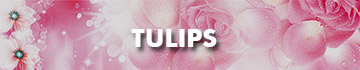 Send Tulips To Malaysia