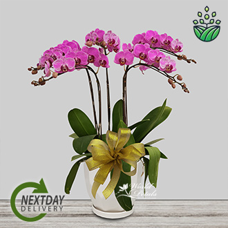 PHALAENOPSIS Pink (Mini)