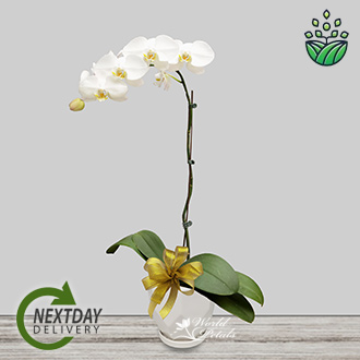 PHALAENOPSIS White (Grade A)