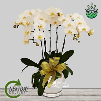 PHALAENOPSIS White (Large - Grade A)