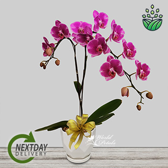 PHALAENOPSIS Purple (Grade A)